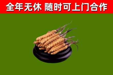 苍溪县回收散虫草