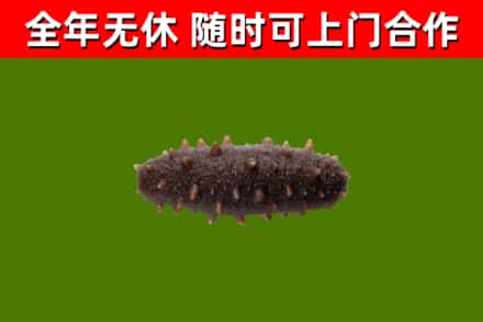 苍溪县回收海参干